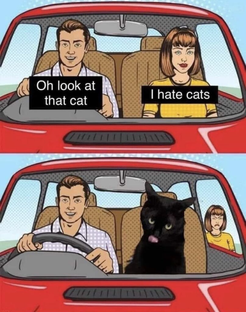 Funny Meme on cat