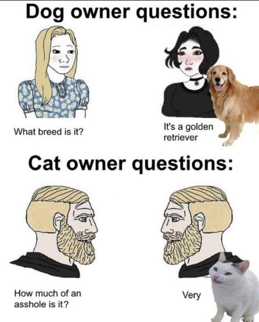 funniest memes on cat