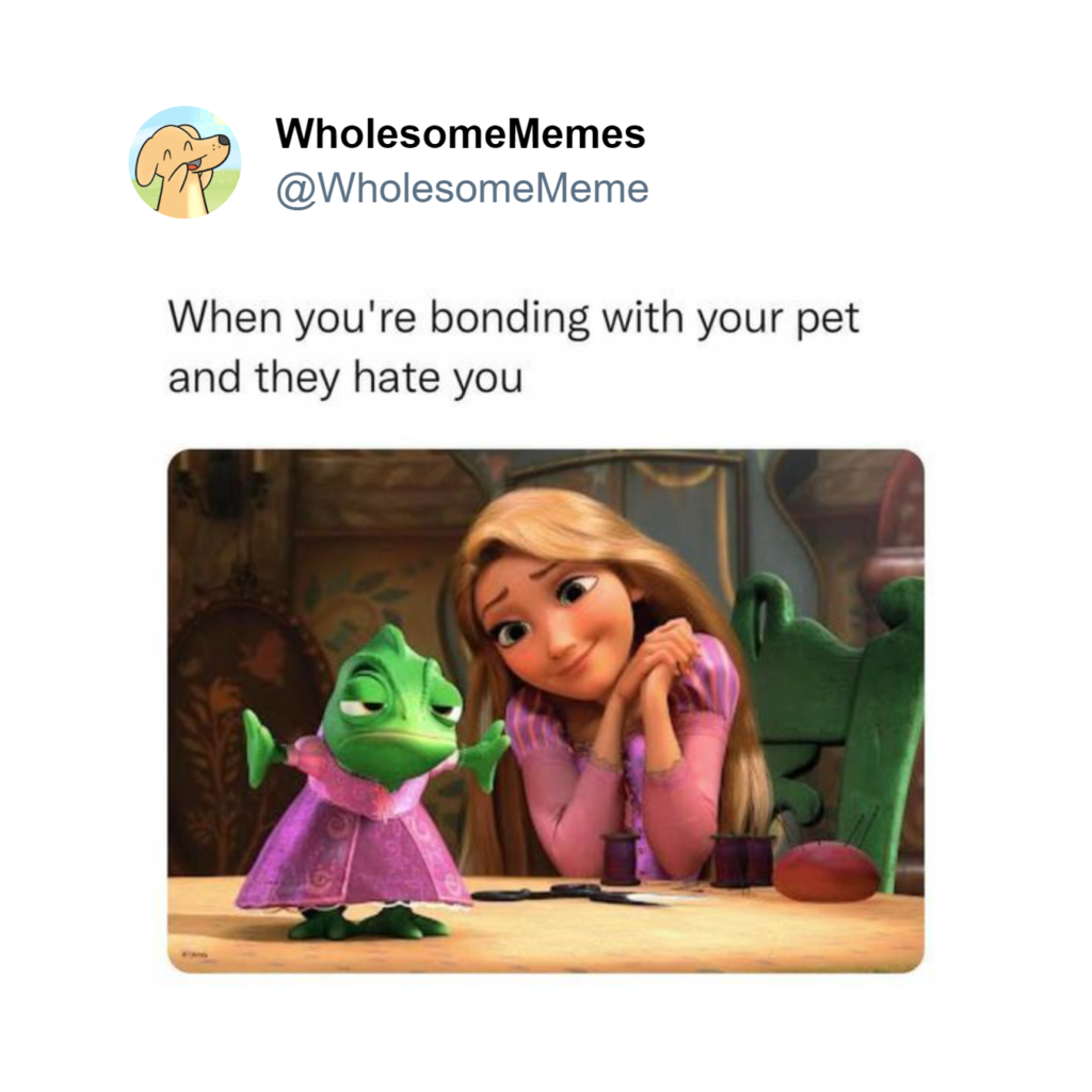 wholesome meme no. 11