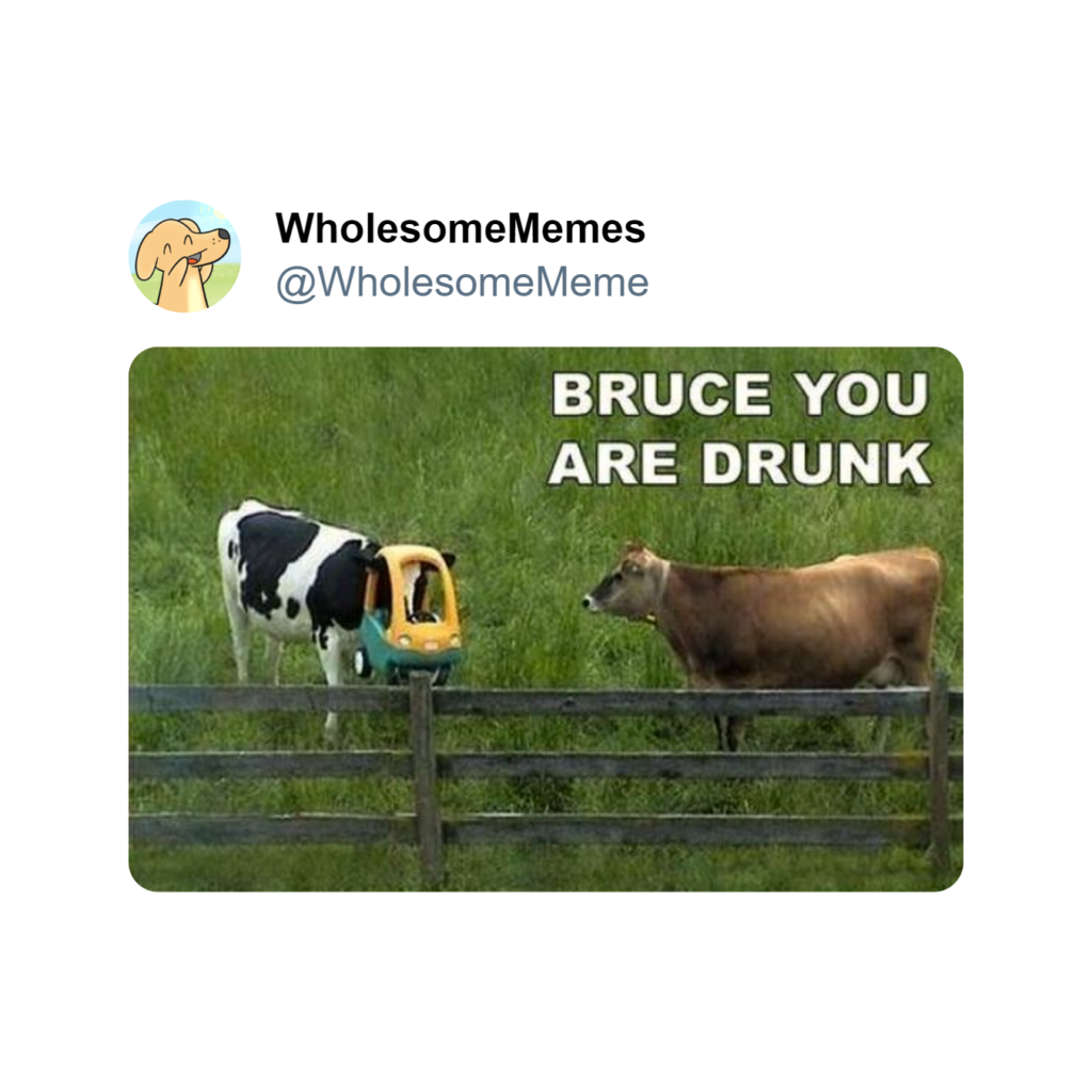 wholesome meme no. 12