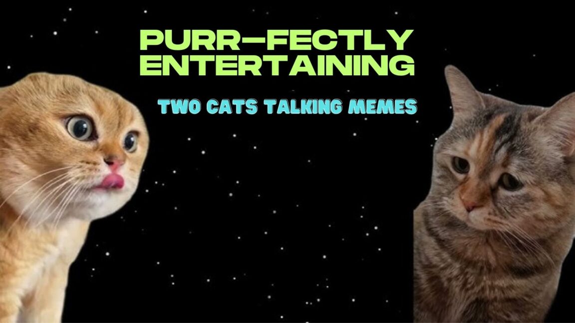 cats talk to each other meme
